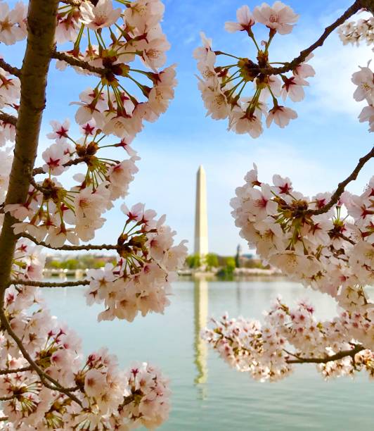 istock Cherry blossom in Washington DC 1218075150