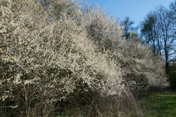 o espinheiro (crataegus) é um gênero de arbustos ou pequenas árvores da família pome (pyrinae) dentro da família da família das rosas (rosaceae). - pyrinae - fotografias e filmes do acervo