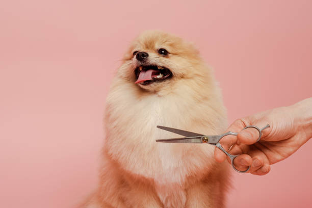 ピンクで孤立したポメラニアンスピッツ犬に髪型を作るはさみ付き�のプロのグルーマーのトリミングされたビュー - grooming ストックフォトと画像