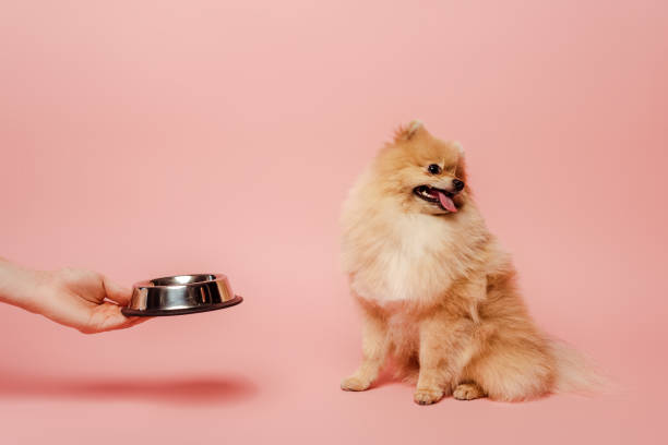 cropped view of woman giving bowl with food to dog on pink cropped view of woman giving bowl with food to dog on pink dog bowl photos stock pictures, royalty-free photos & images