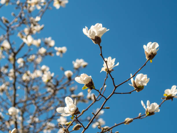 germogli e fiori di magnolia primaverili in una giornata di sole con bagliori e sfondo cielo blu - plant white magnolia tulip tree foto e immagini stock
