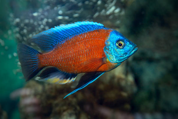 copadichromis borleyi kadango roter süßwasserfisch - buntbarsch stock-fotos und bilder