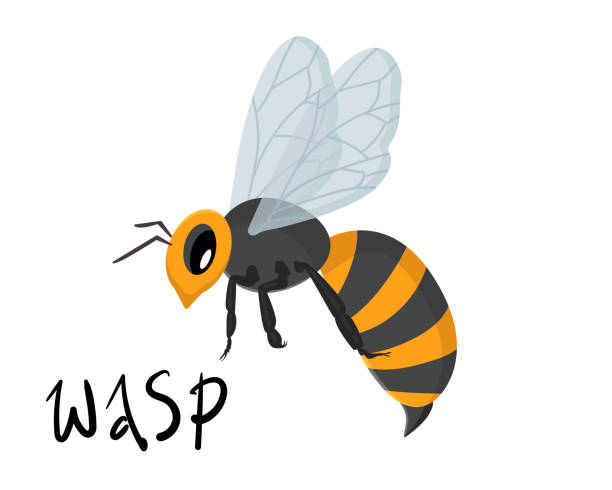 illustrations, cliparts, dessins animés et icônes de illustration vectorielle avec guêpe, abeille sur un fond blanc isolé - stinging