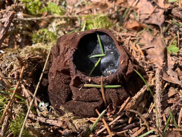 istock Sarcosoma globosum or witches cauldron 1218077773