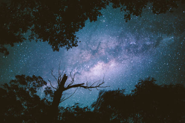 Milky way in the blue mountains of australia Milky Way at night, stars through trees in the blue mountains of australia, New South Wales blue mountains australia photos stock pictures, royalty-free photos & images