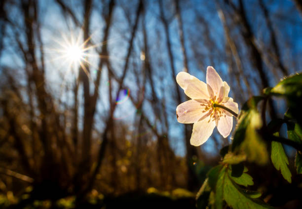 Wood anemone from behind wide angle macro with sun in forest