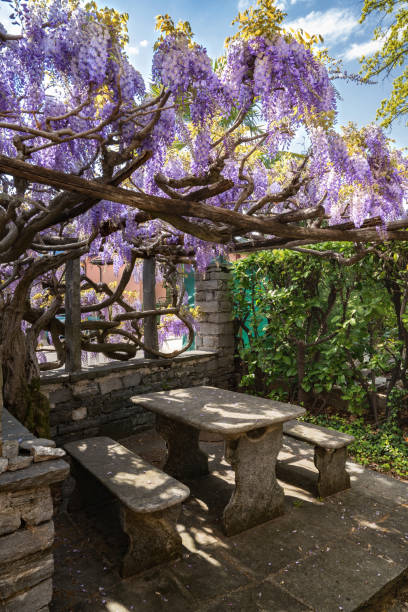 istock Granite table covered by wisteria flowers 1218079940