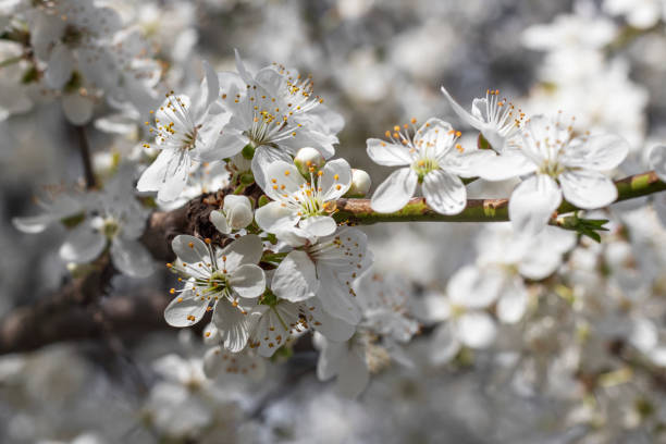 istock Branch with white flowers of fruit tree close-up. Selective focus. Blurred background. 1218080764