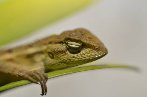 istock the chameleon is coarse and textured 1218082689