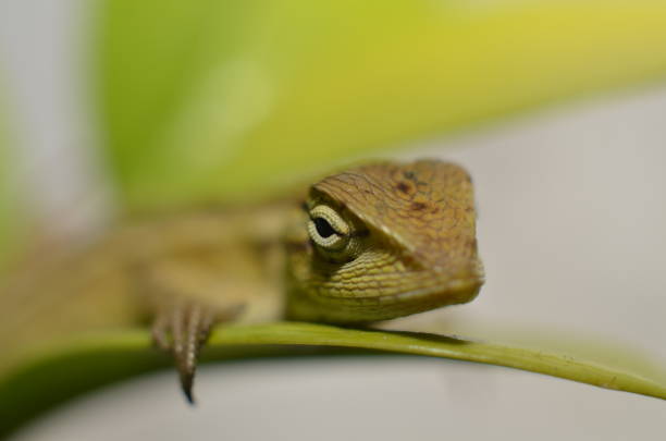 istock the chameleon is coarse and textured 1218082701
