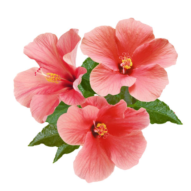 istock pink hibiscus flowers and buds 1218083471