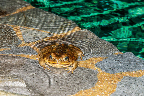 cane toad или bufo marinus в бассейне, коста-рика - cane toad toad wildlife nature стоковые фото и изображения