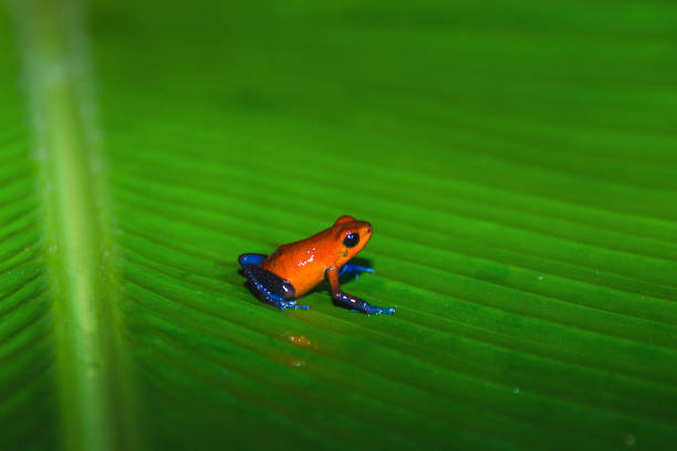 A strawberry dart frog hiding behind a leaf in Bocas del Toro islands in the Caribbean, Panama.