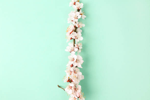 красивый бирюзовый синий фон с ветвями весеннего цветка - cherry blossom spring day sakura стоковые фото и изображения