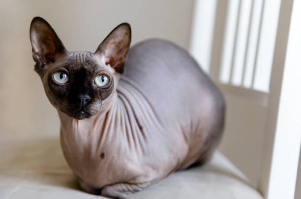 istock 1 canadian Sphynx, 1 bald cat sitting on a chair 1218086601