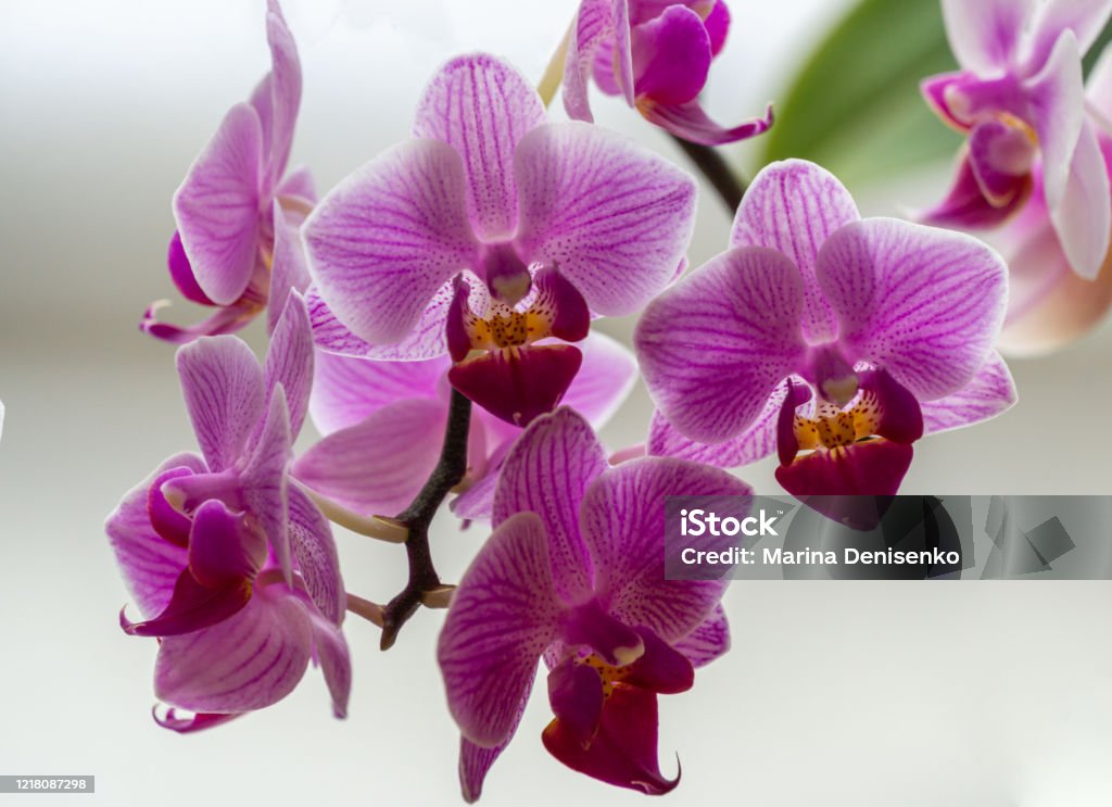 Foto de Foco De Closeup Suave De Belo Ramo De Mini Orquídeas Roxas  Listradas Sogo Vivien Phalaenopsis Orquídea Mariposa Com Folhas Verdes No  Fundo Branco Conceito De Natureza Para Design e mais