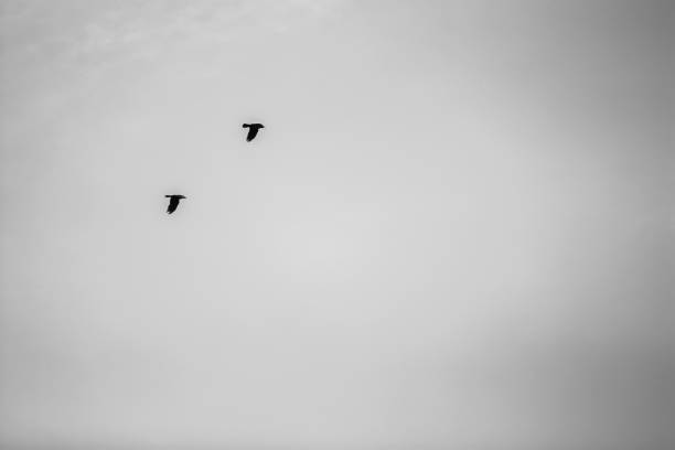 istock Two birds flying together in the sky 1218087333