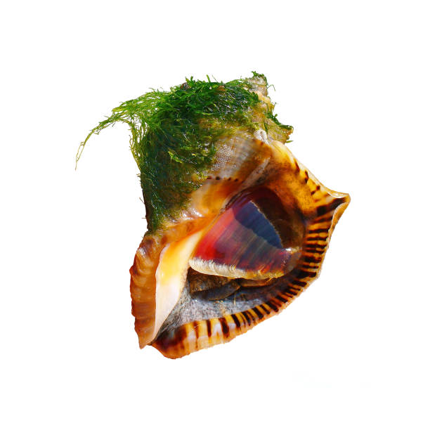 Wet rapana shell caught out of sea with live mollusk inside and seaweed isolated on white background. Raw seafood.