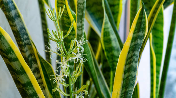 folhas listradas e flor de sansevieria trifasciata 'laurentii'. folhas verdes tropicais variegated com borda dourada de planta de cobra ou língua da sogra. close-up florescendo sansevieria trifasciata - dark edge - fotografias e filmes do acervo