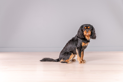 Dog side view, with shaved fur. Studio portrait of a beautiful Cavalier King Charles Spaniel, on light wood floors and against a gray wall.