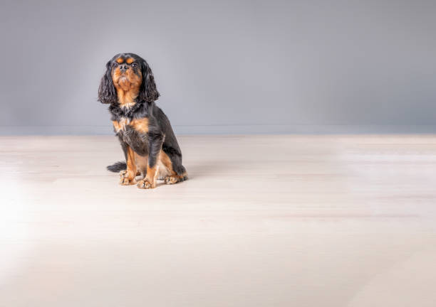 A beautiful, class Cavalier King Charles Spaniel poses proudly for a photo on a light wood floor, with a gray background. The dog looks at the camera.