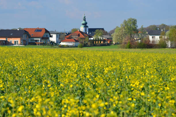 istock A blooming rapeseed field in Desselbrunn 1218089851