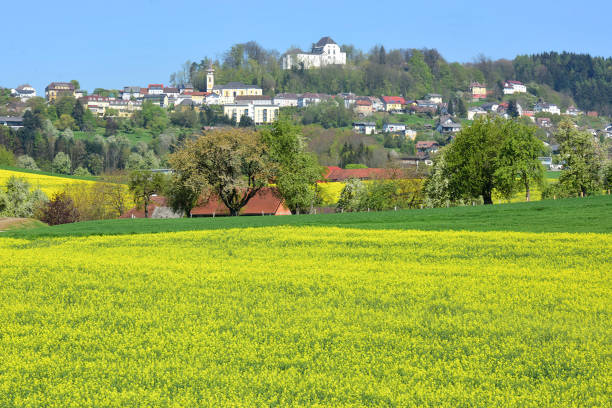 istock A blooming rapeseed field in Wolfsegg 1218089933