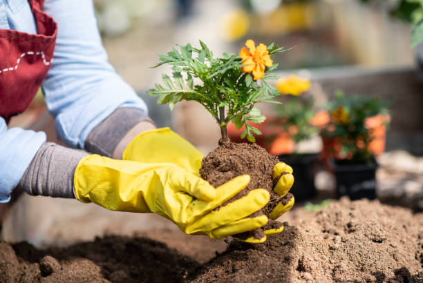 istock Young gardener planting flowers. Close up hands 1218092076