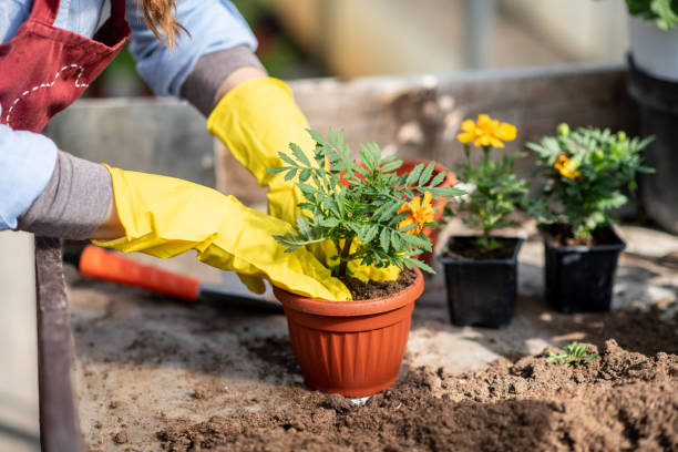 istock Close up shot of hands working with soil 1218092077