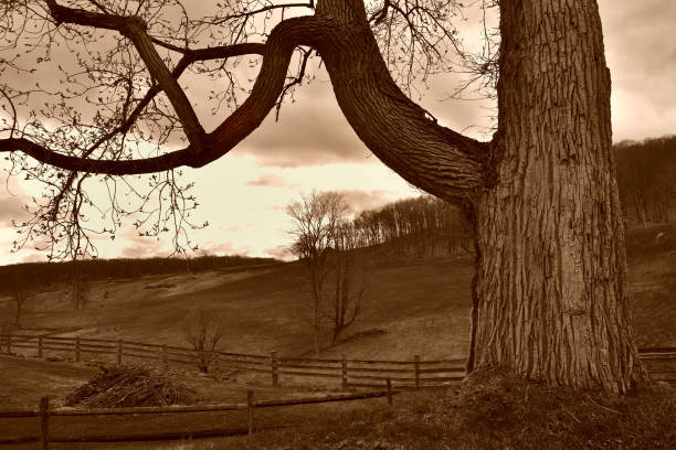 Sepia-toned rural landscape framed by huge eastern cottonwood tree with swollen flower buds