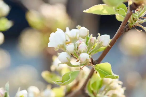 Sweet white flowers blooming pear-tree, pear in the spring garden. Blossoming fruit tree.