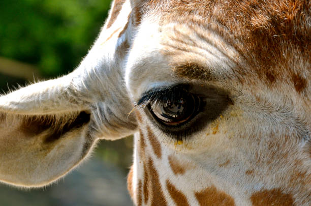 istock Mommy and Baby Calf Giraffe 1218099342
