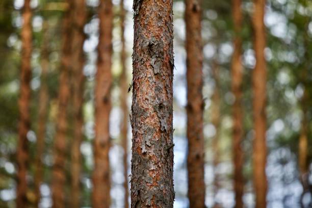 tronc d’arbre de pin se ferment vers le haut - bark textured close up tree photos et images de collection