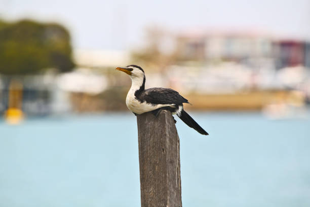 A pied cormorant on a marina post