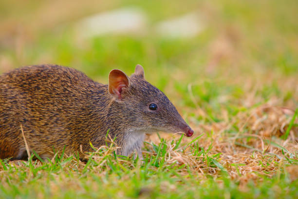 A bandicoot foraging in the grass - landscape