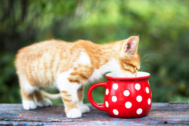 istock little ginger kitten drinks milk from a bright red cup