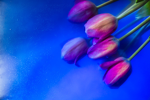 Pink tulips underwater with bubbles on the petals, macro shoot. Blue background.