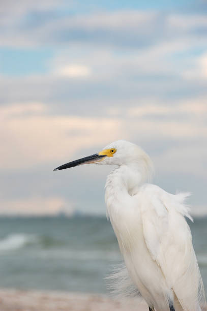 istock Snowy Egret on Sanibel Island Beach 1218105485