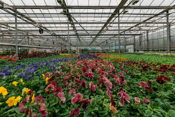 istock Blooming multi-colored violets grown in modern greenhouse, selective focus 1218107087