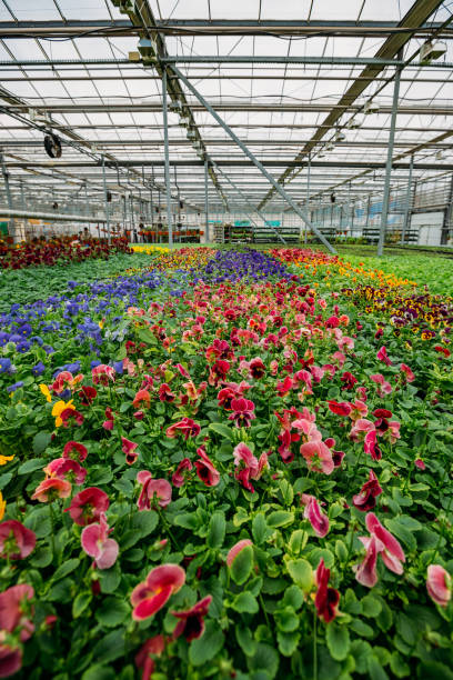 istock Blooming multi-colored violets grown in modern greenhouse, selective focus 1218107088
