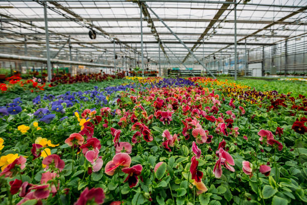 istock Blooming multi-colored violets grown in modern greenhouse, selective focus 1218107093