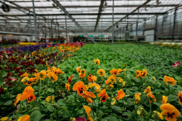 istock Blooming multi-colored violets grown in modern greenhouse, selective focus 1218107098