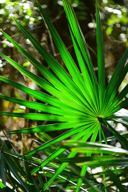 istock Brightly backlit Palmetto frond in forest 1218107209