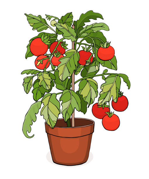 tomato plant Cherry tomato plant in a pot. Home gardening. Vector illustration isolated on white background. tomato plant stock illustrations