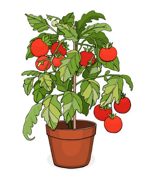 Vector illustration of tomato plant