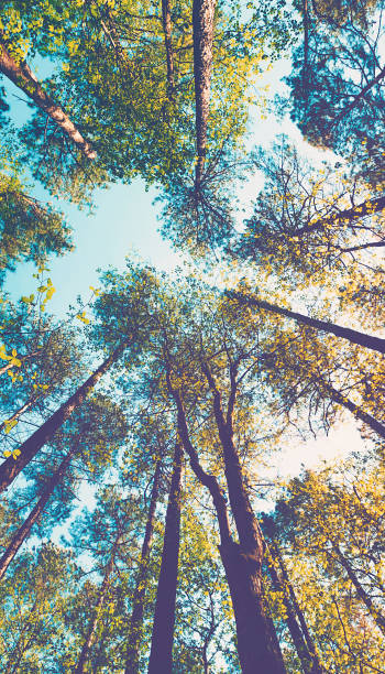 istock Looking up at the at the sky in a forest 1218110751