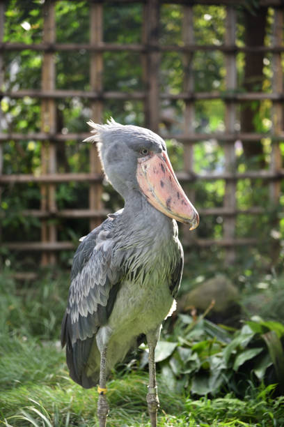 istock Shoebill, a big bird in Africa 1218110888