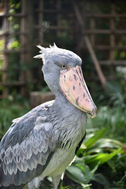 istock Shoebill, a big bird in Africa 1218110890