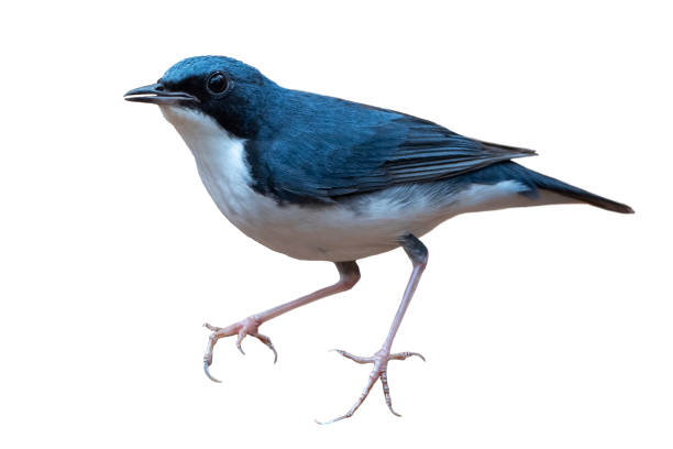 istock Siberian blue robin isolated on white background 1218111568