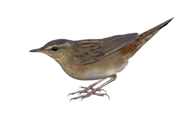 istock Pallas's Grasshopper warbler isolated on white background 1218111592